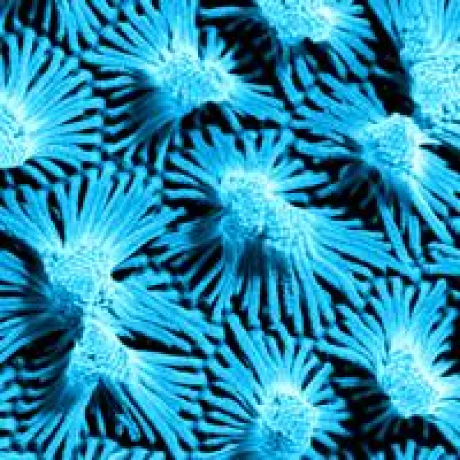 Nanomaterialien im Fokus (Quelle: H.Duran / MPI Mainz, bearbeitet durch ZTC)