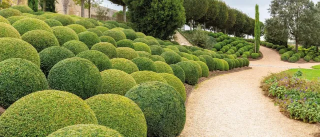 Bild: Effektiver Schutz vor dem Buchsbaumzünsler ohne den Einsatz von Chemie