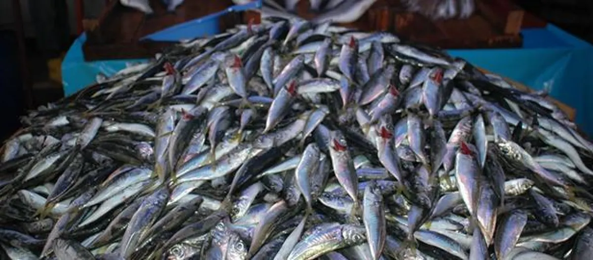 Mehr Fisch verbessert das Gedächtnis im Alter