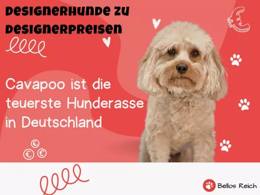 Bild: [Studie] Designerhunde zu Designerpreisen: Der Cavapoo ist die teuerste Hunderasse auf Online Tiermärkten 