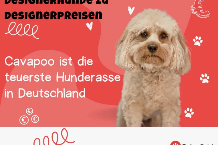 Bild: [Studie] Designerhunde zu Designerpreisen: Der Cavapoo ist die teuerste Hunderasse auf Online Tiermärkten 