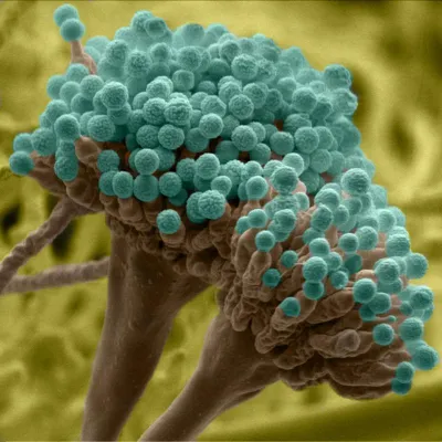 Bild: Pilzsporen zerstören sich selbst