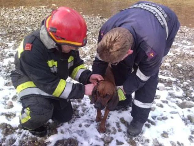 Bild: Erfolgreiche Tierrettung in Gloggnitz – Rian aus Schwarza gerettet