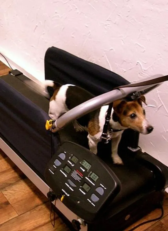 Jack Russel Terrier beim Laufbandtraining