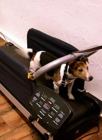 Bild: Laufbandtraining für Hunde