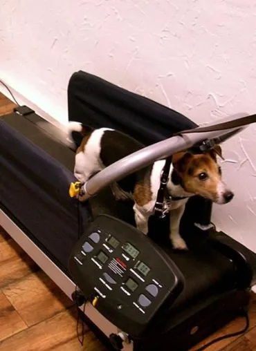 Bild: Laufbandtraining für Hunde