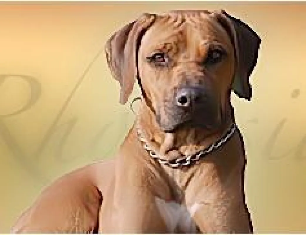 Rhodesian-Ridgeback-Zwinger Rotterdell  - attraktive TYPO3-Webseiten mit kleinem Budget