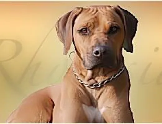 Bild: Rhodesian Ridgeback Welpen online