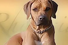 Bild: Rhodesian Ridgeback Welpen online