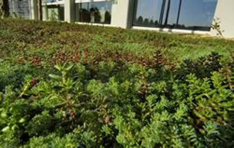 Bild: Dachbegrünung - Unsere Stadt soll grüner werden