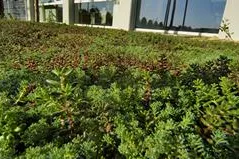 Bild: Dachbegrünung - Unsere Stadt soll grüner werden