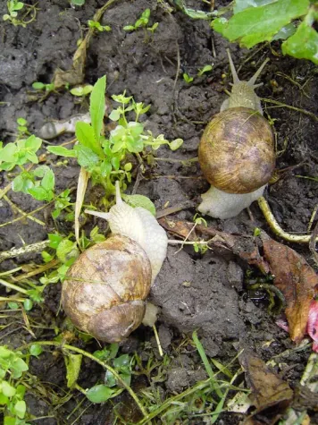 Schneckenbrunnenfest im Pfalzhotel Asselheim Bild: Schneckenbrunnenfest im Pfalzhotel Asselheim