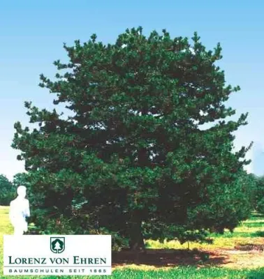 Bild: Gartentrend: Stattliche Soltär-Bäume und Formgehölze sind die neuen Statussymbole