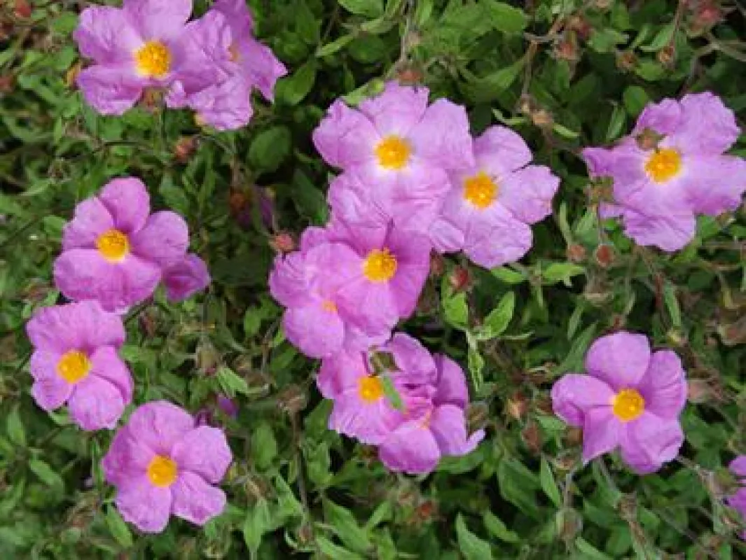 Cistus incanus L. Bildquelle: Naturprodukte Dr. Pandalis