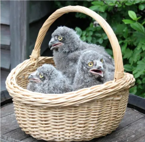 Bild: Nachwuchs bei den Schnee-Eulen