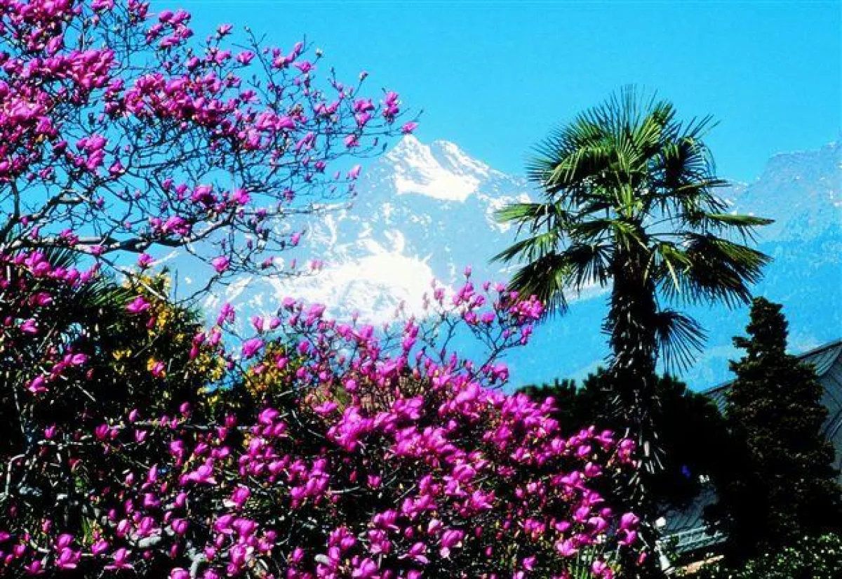 Meran - Copyright Frieder Blickle