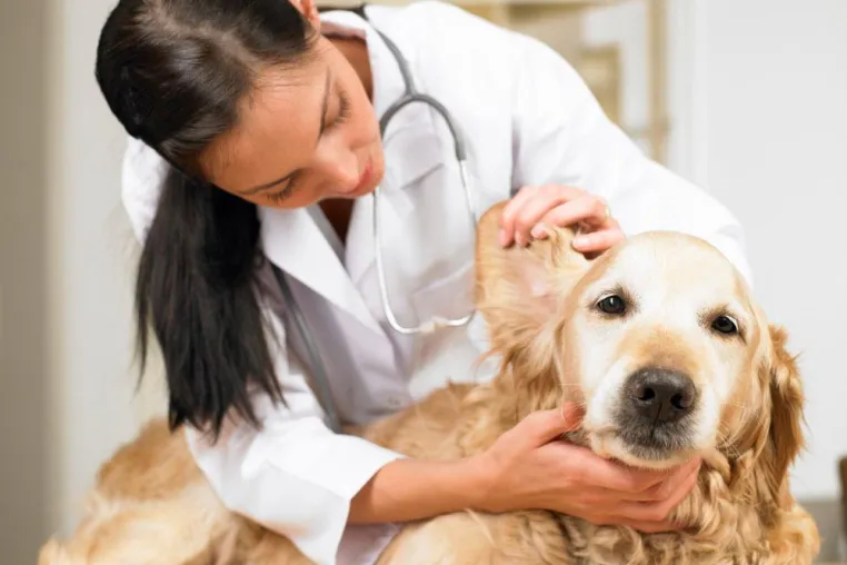 Helvetia führt Tierkrankenversicherung für Hunde und Katzen ein Bild: Helvetia führt Tierkrankenversicherung für Hunde und Katzen ein