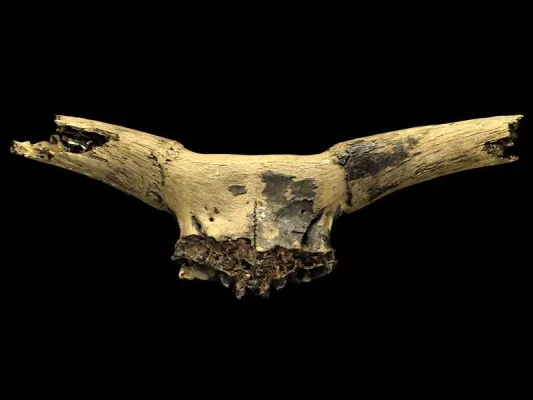 Bild: 3D-Scan eines 11.000 Jahre alten Auerochsenschädels für eine Multitouch-Applikation