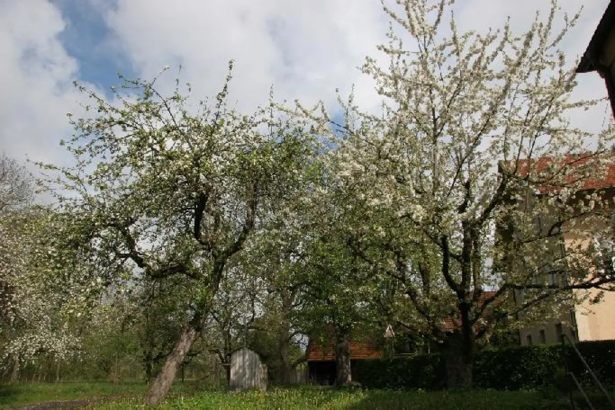 Streuobstwiesen auf dem Cotonea-Firmengelände: Refugium für Insekten, Vögel und Kleinsäuger