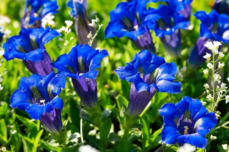 Bild: Die Alpenblume – Enzian