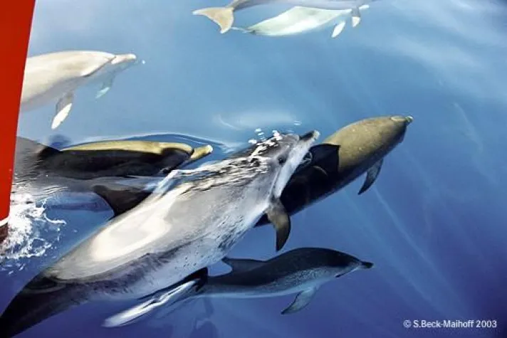 Fantastischer Frühling vor La Gomera mit einer grossen Vielzahl an Wal- und Delfinsichtungen Bild: Fantastischer Frühling vor La Gomera mit einer grossen Vielzahl an Wal- und Delfinsichtungen