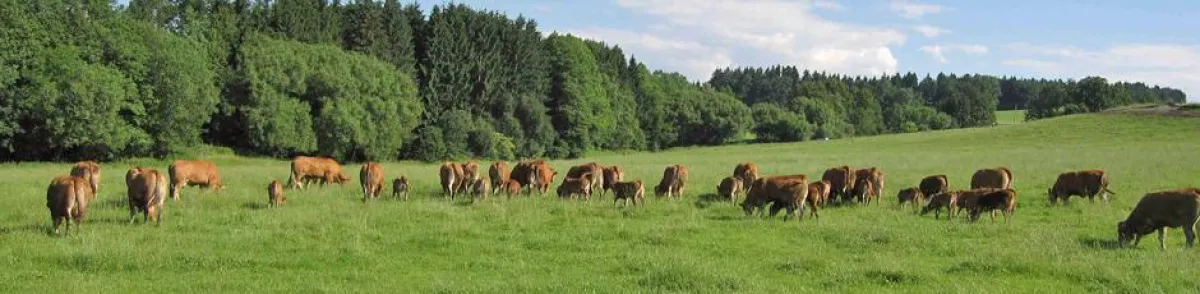 Hafninger Weide rind