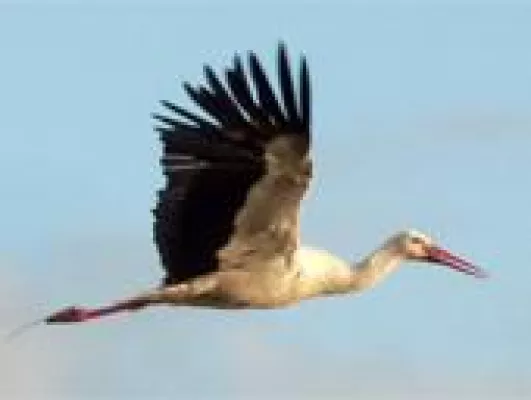 Bild: Faszination Birdwatching: Störche gucken mit Rad und Kanu in der Linumer Teichlandschaft
