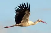 Bild: Faszination Birdwatching: Störche gucken mit Rad und Kanu in der Linumer Teichlandschaft