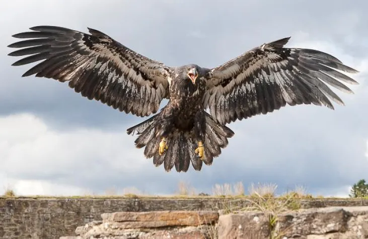 Bild: Greifvogelfotografie in Hellenthal/Eifel - April 2011