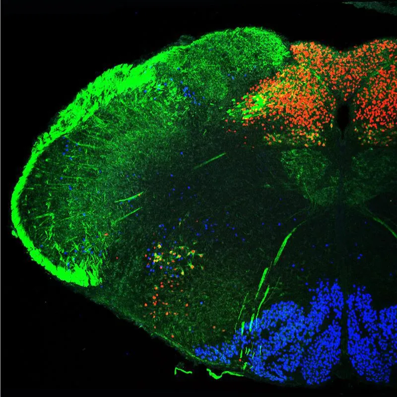 Schnitt durch das Hinterhirn einer Maus. Die Zellen des Nucleus tractus solitarii (NTS) sind rot dargestellt. Sie sind essentiell für die frühe Lautbildung. (Bild: Luis Hernandez-Miranda, MDC)