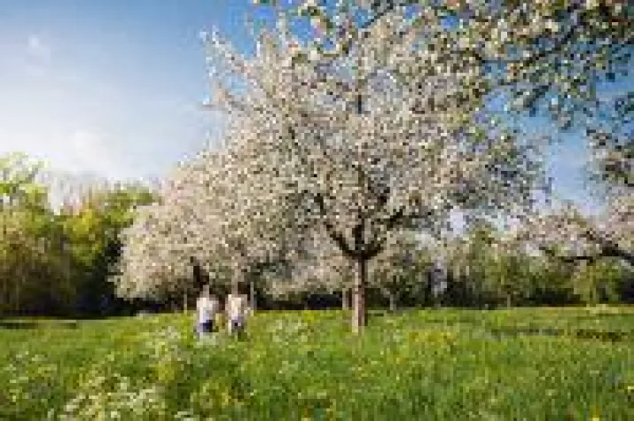 Blüten- und Apfelparadies Thurgau Bild: Blüten- und Apfelparadies Thurgau