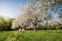 Bild: Blüten- und Apfelparadies Thurgau