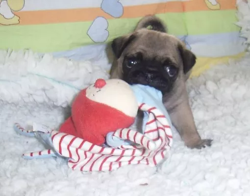 Bild: Mopswelpen von Betrügern und Tierhändlern oder wie beeinflusse ich die Suchmaschine Google