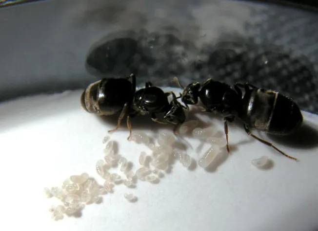 Bild: Strange undertakings: ant queens bury dead to prevent disease