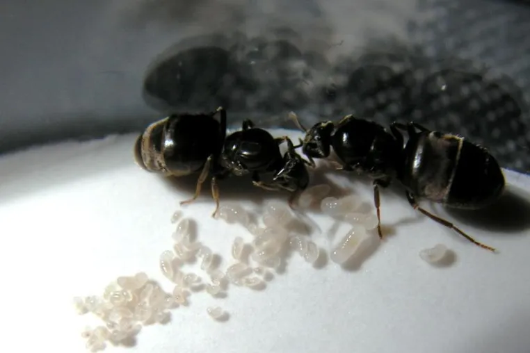 Strange undertakings: ant queens bury dead to prevent disease Bild: Strange undertakings: ant queens bury dead to prevent disease