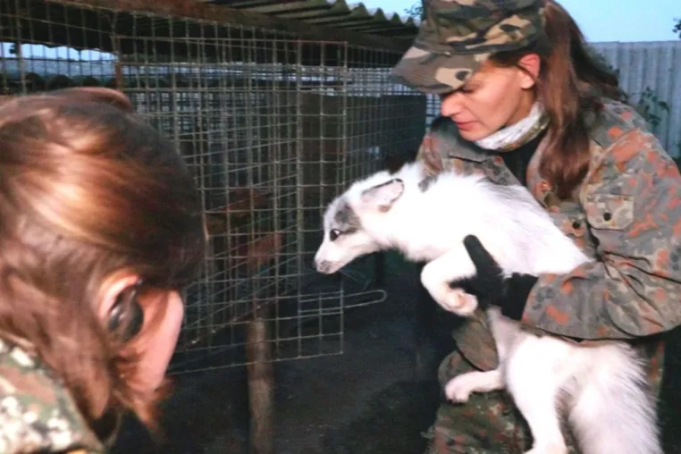 Nacht- und Nebelaktion: Deutsches Tierschutzbüro befreit Marderhunde & Füchse aus Pelzfarm Bild: Nacht- und Nebelaktion: Deutsches Tierschutzbüro befreit Marderhunde & Füchse aus Pelzfarm