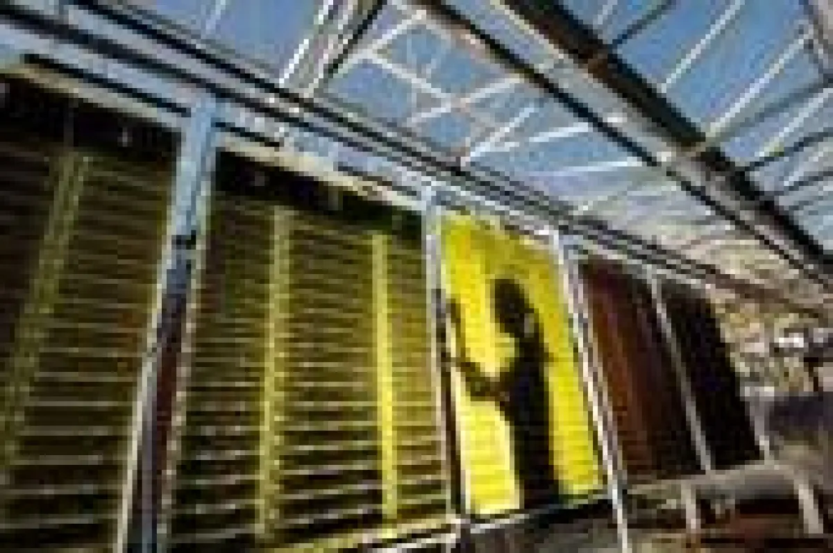 Algen sind genügsam und brauchen nur Sonnenlicht, Kohlendioxid, Nitrat und Phosphat für ein schnelles Wachstum. Sie produzieren eine Vielzahl chemischer Grundstoffe mit hohem Wertschöpfungspotenzial.