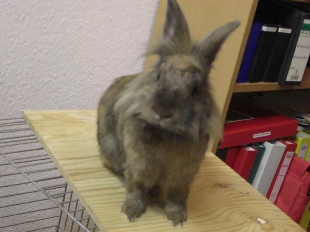 Auch ein Kaninchen muss gegen gefährliche Krankheiten geimpft werden.