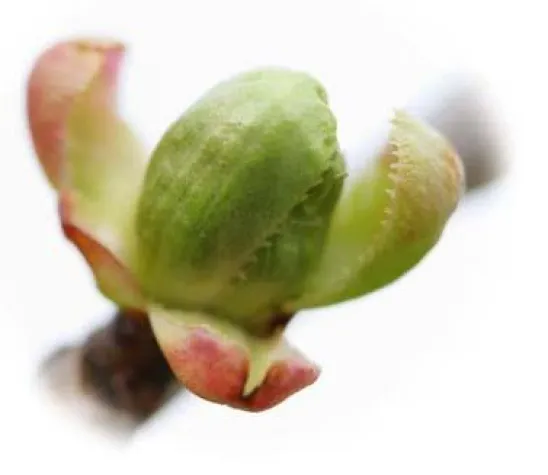 Bild: Downloads zum Umweltschadensgesetz (USchadG)