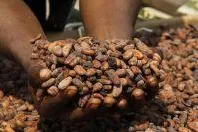 Bild: Lebkuchen-Schmidt stellt komplett auf Fairtrade-Kakao um