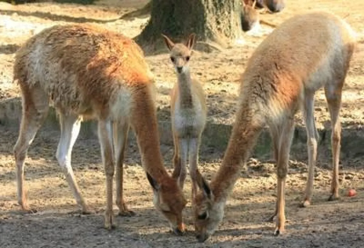 Paulo ist der Mittelpunkt der Südamerikaanlage