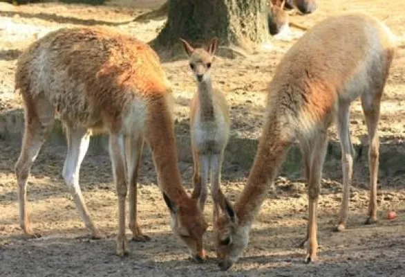 Bild: Goldener Herbst im Erlebnis-Zoo Hannover