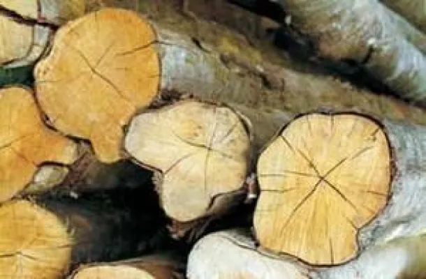 Bild: Pensionsfonds investieren verstärkt in Wald