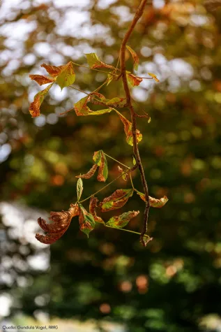 Bild: Trockenstress – wenn Pflanzen und Bäume leiden