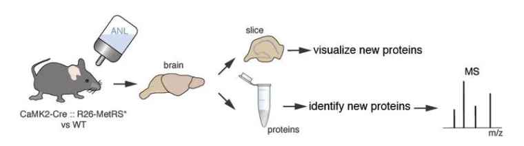 Bild: Das Proteom aktiver Nervenzellen