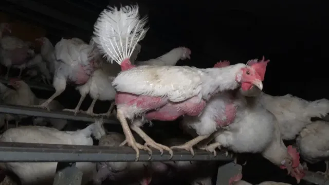 Bild: Nach Aufdeckung von Tierquälerei: Staatsanwaltschaft ermittelt gegen Hühnerbetrieb "Zeeb" in Reutlingen
