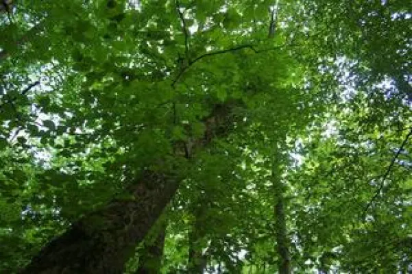 Bild: Von Alaska bis zum Amazonas:  Pflanzenmerkmale erstmals kartiert