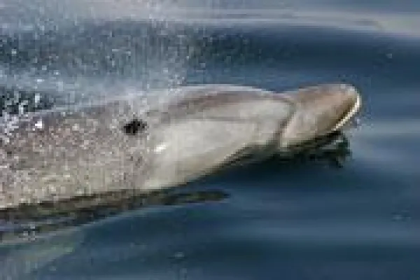 Bild: Das außergewöhnliche Geschenk zum V(W)alentinstag