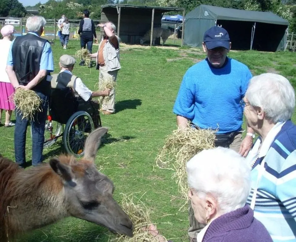 Senioren und Seniorinnen bei Gelsenkirchener Prachtlamas zur Lamatherapie