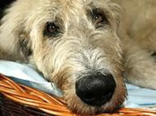 Bild: Après-Ski mit Hund - TIER.TV zeigt die besten Reviere für einen tierischen Winterurlaub